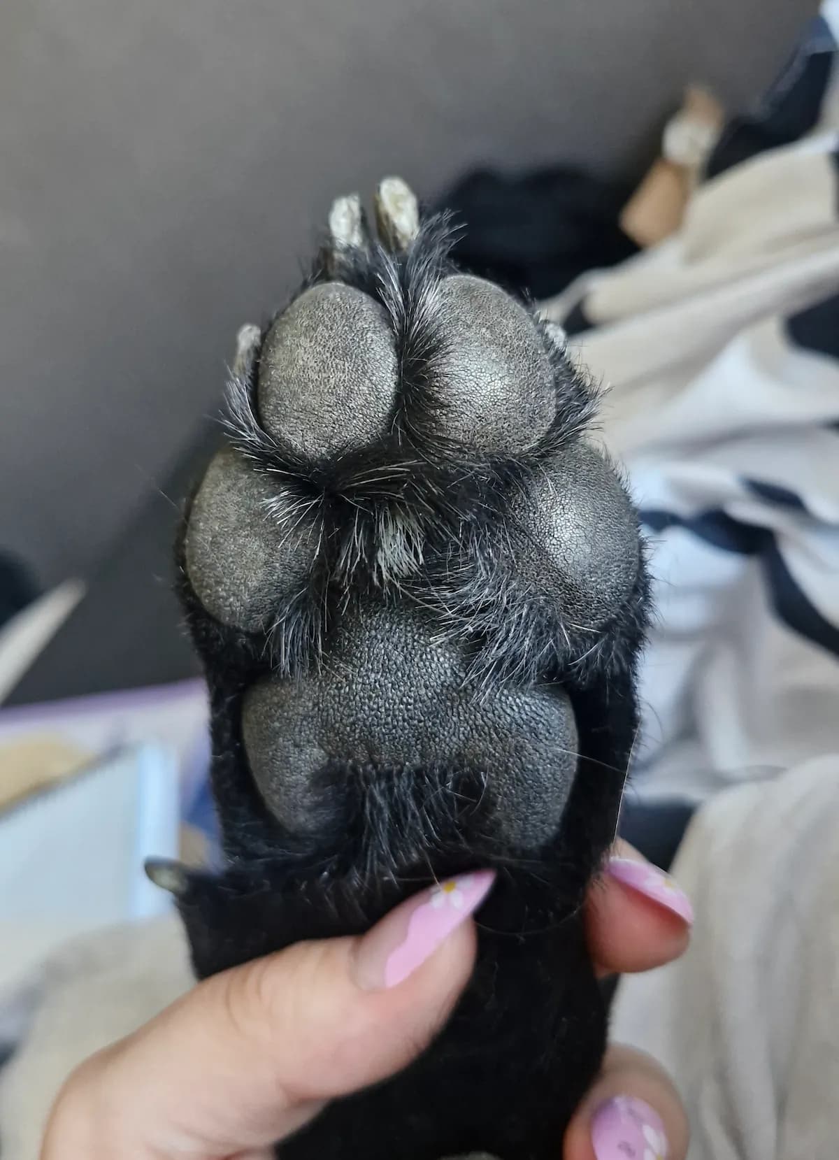 Paw print
